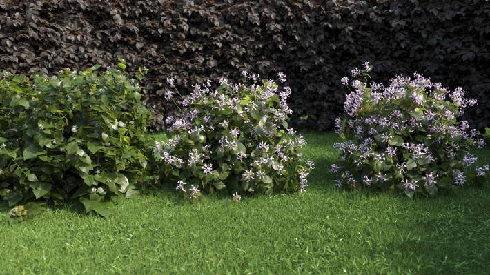 bushes_and_flowers_3_render9