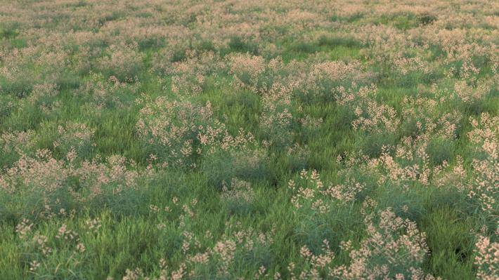 field_grass_plants_1_render1