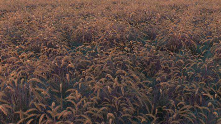 field_grass_plants_1_render4