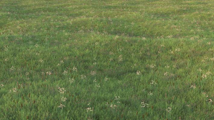 field_grass_plants_1_render5