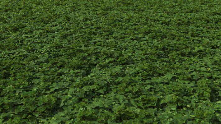 ground_cover_1_render_10